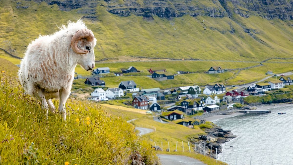 Na Faerských ostrovech žili neznámí lidé před Vikingy, potvrzují to ovčí bobky
